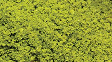 Scenic Express SuperLeaf Light Green 16oz