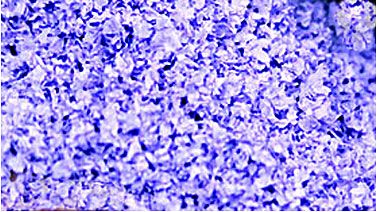 Scenic Express SuperLeaf Flowering Blossom 16oz Shaker - Lavender